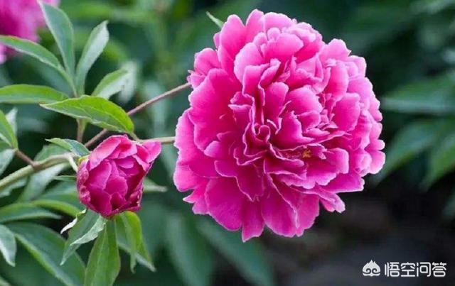 芍药花好养活吗_芍药花好养不