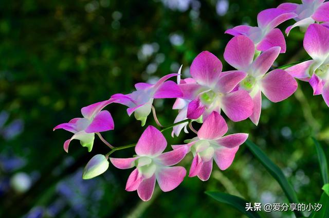怎样养兰花_怎样养兰花基础知识