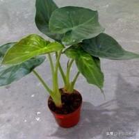 室内水养植物有哪些最好养_室内水养花大全