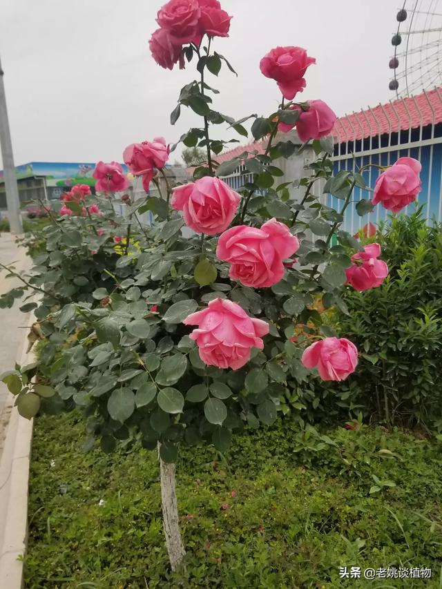 月季花与玫瑰花的区别在哪里