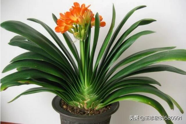 君子兰肥料有哪些_君子兰有什么肥料好