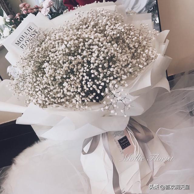 满天星含义和代表什么_满天星代表啥意思
