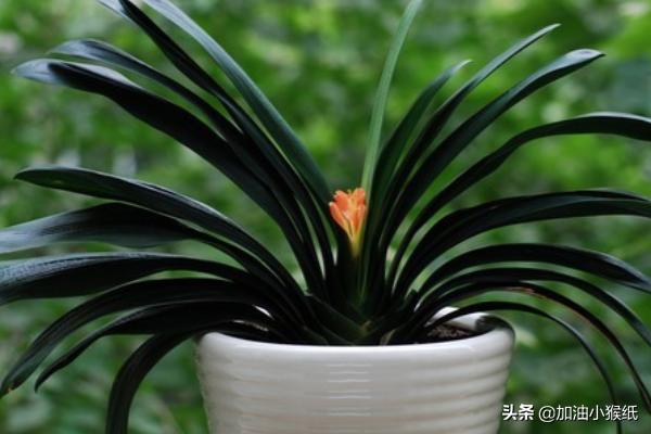 君子兰夹箭是怎么回事_君子兰夹箭咋回事