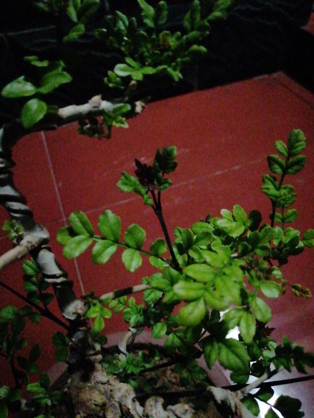 对节白蜡市场价_对节白蜡最高成交价