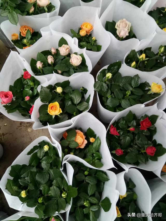 花卉市场鲜花价格_花卉市场批发各种花价格