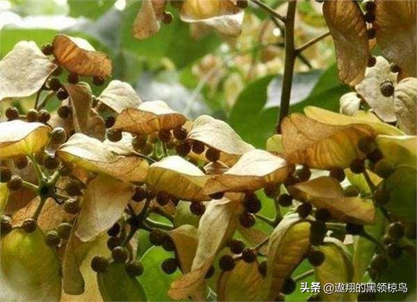 梧桐树果实_梧桐树果实简介